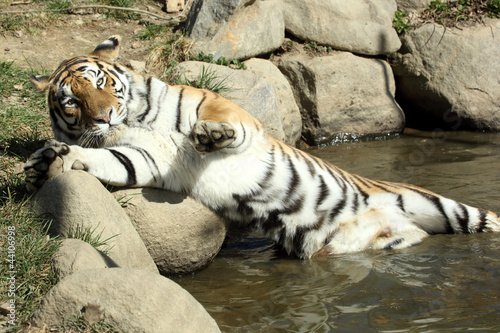 tigre de Sibérie (Panthera tigris altaica)  photo