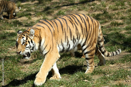 tigre de Sib  rie  Panthera tigris altaica  