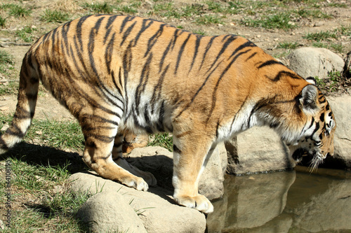 tigre de Sib  rie  Panthera tigris altaica  