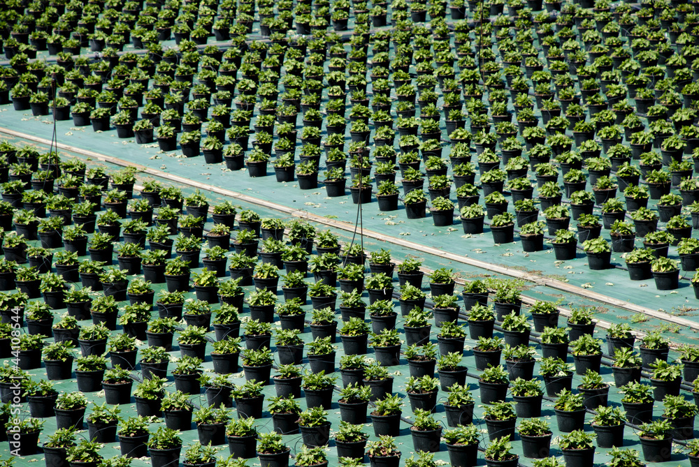 Obraz premium Vivaio