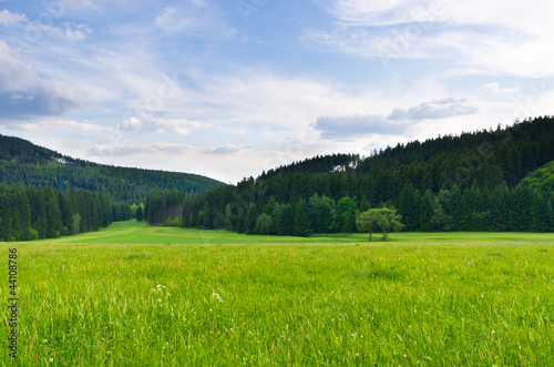 Flowered meadow near forest