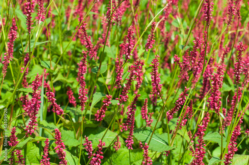 Obraz premium Closeup of red flowering Persicaria amplexicaulis Atrosanguinea