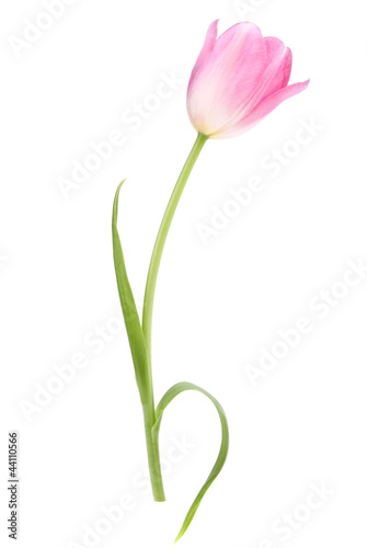 Pink tulip  flower