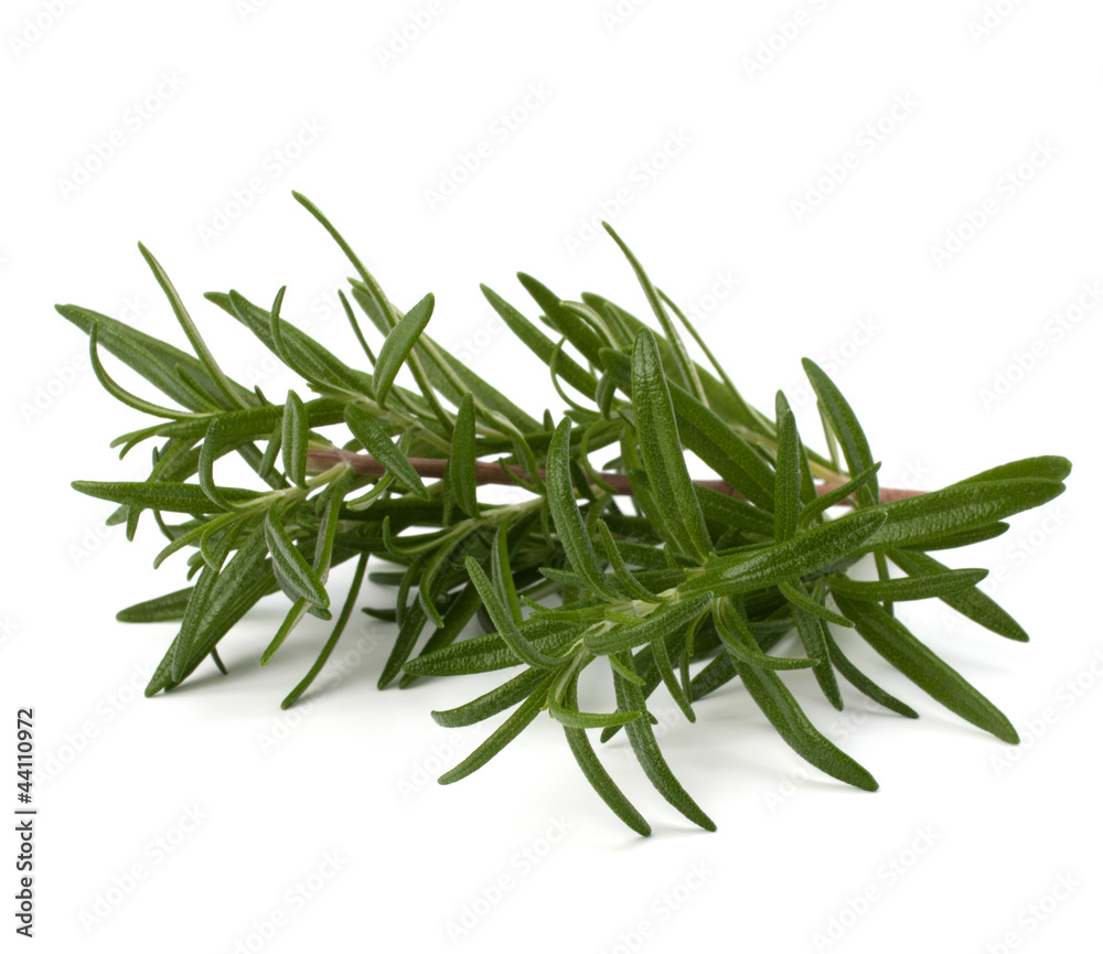 Fototapeta premium Sweet rosemary leaves