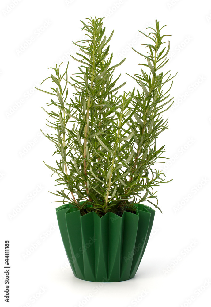 Sweet rasemary plant