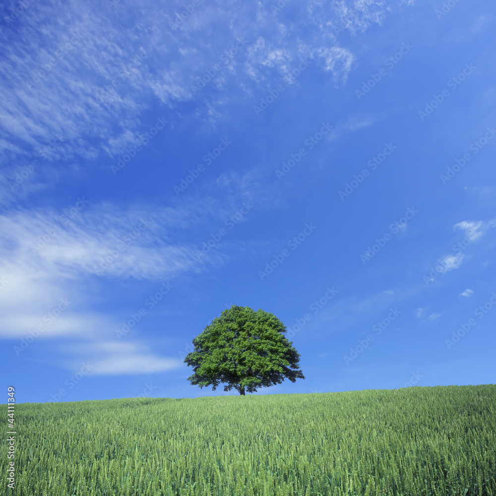 Green wheat field and lone tree Green wheat field and lone tree