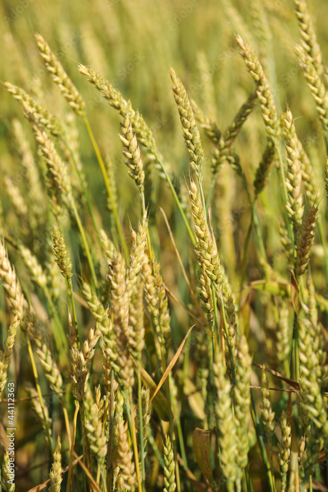 Fototapeta premium Wheat Field