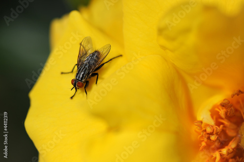 Common Fly on Yellow Flower © R. Gino Santa Maria