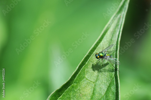 Green Long-Legged Fly on a Leaf