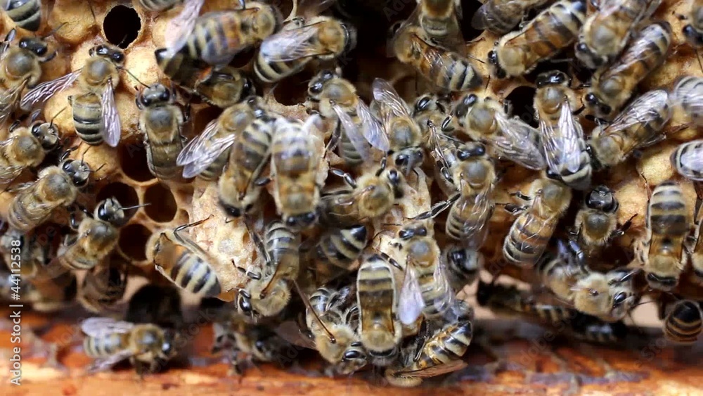 Cocoons future Queens Bees Cocoons future Queens Bees