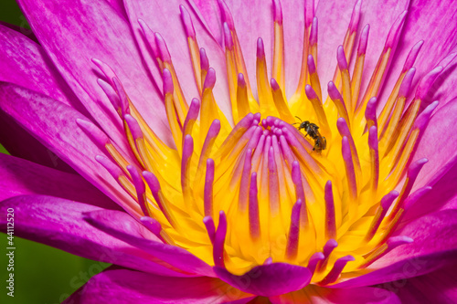 Little bee and lotus flower