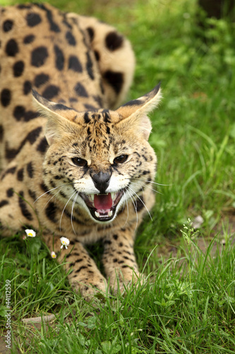 serval (Leptailurus serval)  © Leca Isabelle