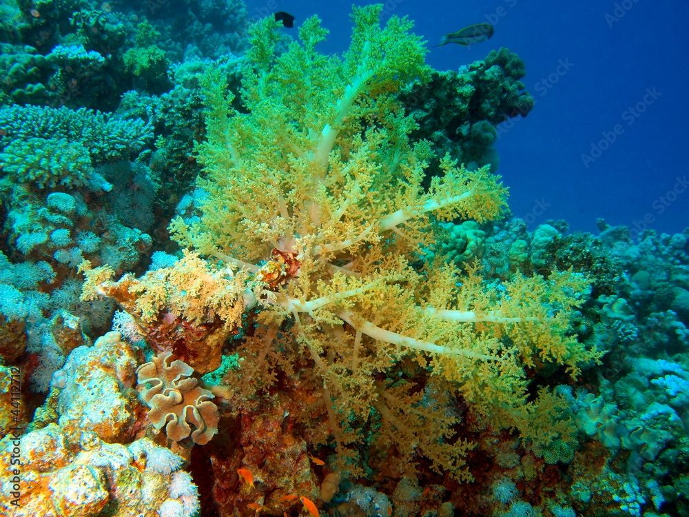 Naklejka premium Soft coral, Red sea, Dahab