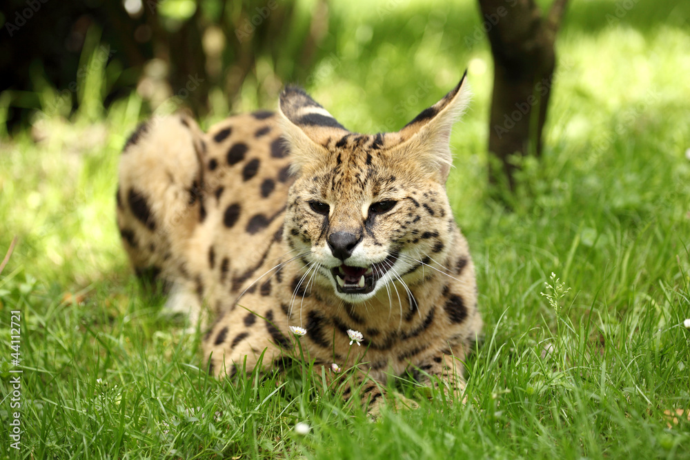 serval (Leptailurus serval) 