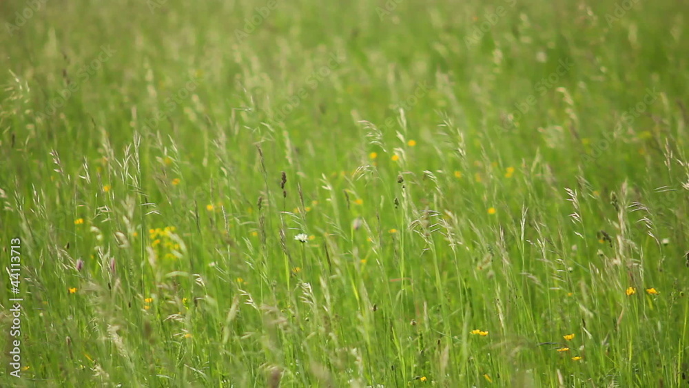 grass in the meadow grass in the meadow