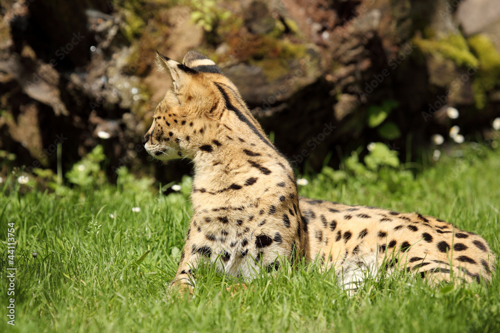 Fototapeta premium serval (Leptailurus serval) 
