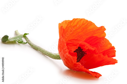 Fototapeta Naklejka Na Ścianę i Meble -  Poppies