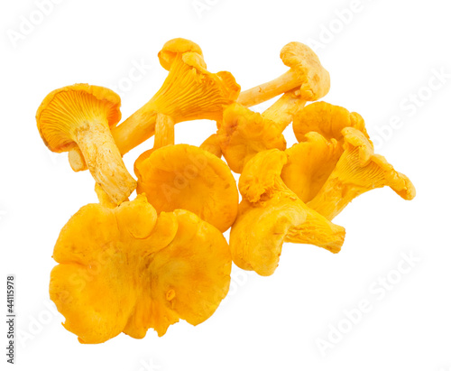 Heap of chanterelles.