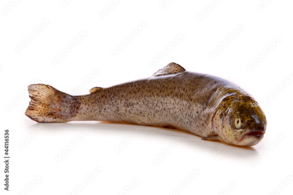 Fototapeta premium Fresh raw fish 