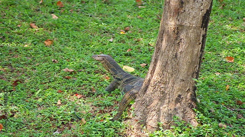 Komodo Dragon 
