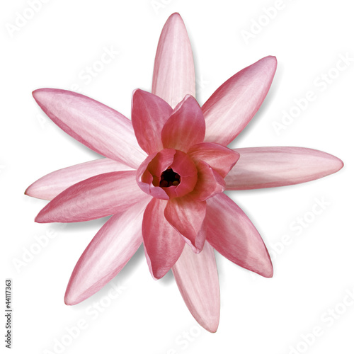 Red water lily isolated on white with clipping paths