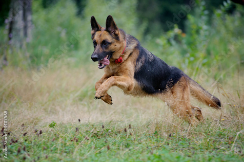 german shepherd runs free