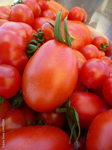 Tomatenernte