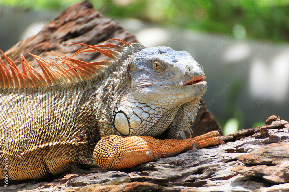 Obraz premium Big iguana