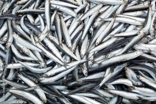 Heap of small Mediterranean fish at market anchovy