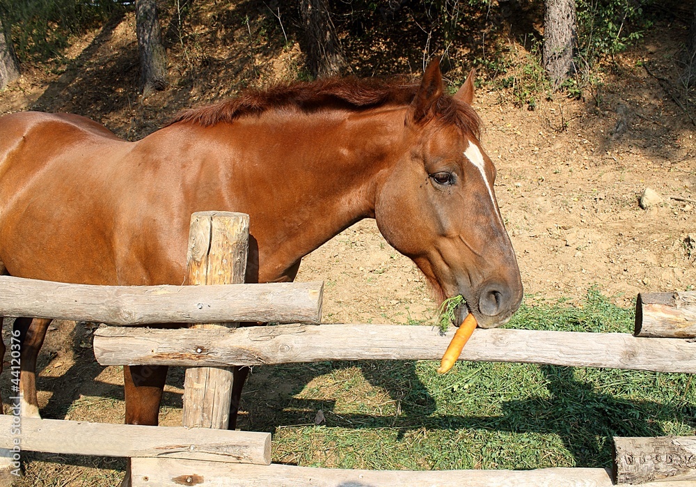 Foto Stock brown horse eating a carrot Adobe Stock