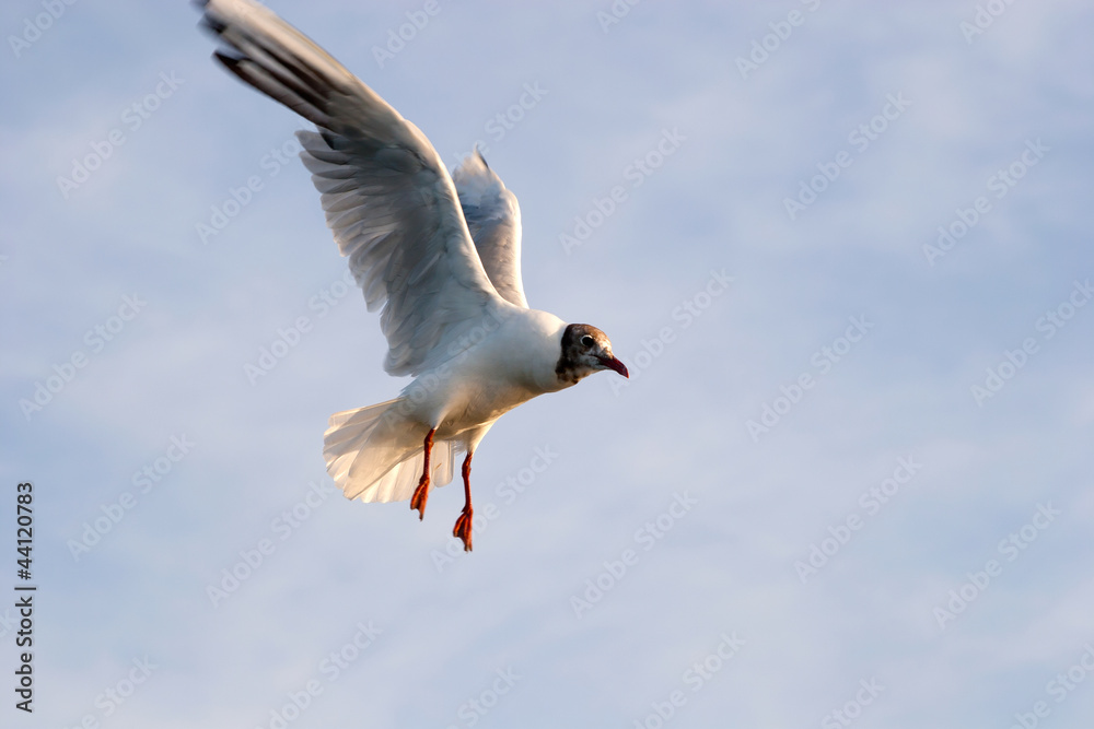 Fototapeta premium Seagull in the sky