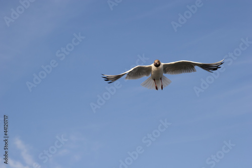 Seagull © wlad074