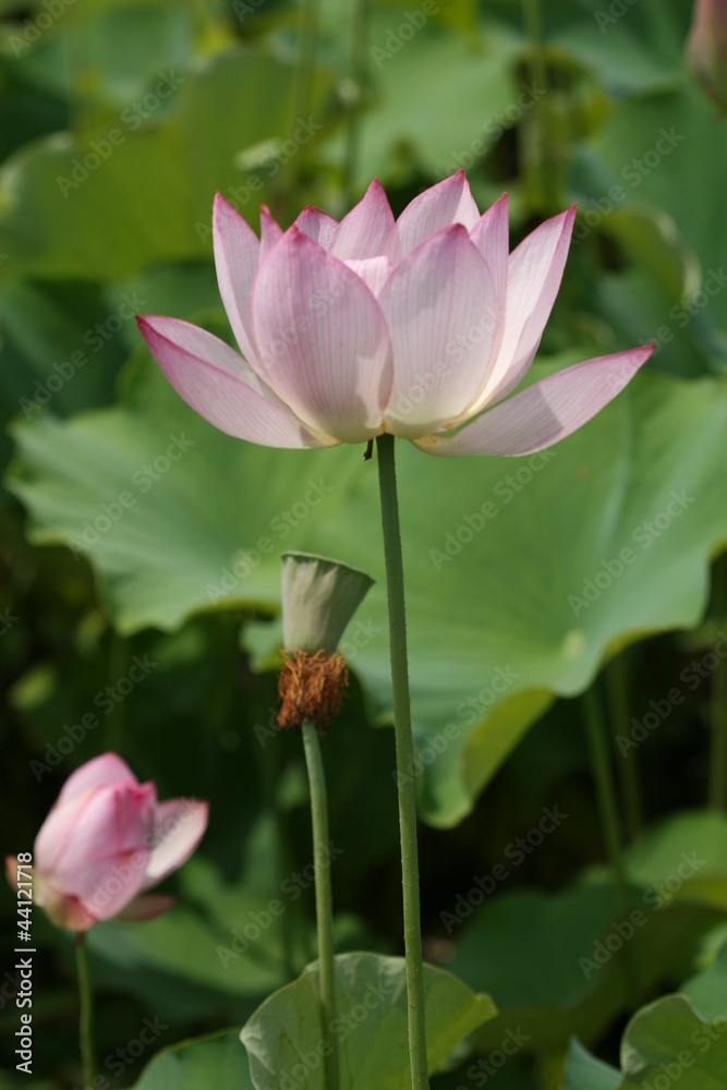 lotus flower