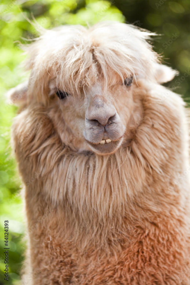 Smiling Alpaca Smiling Alpaca
