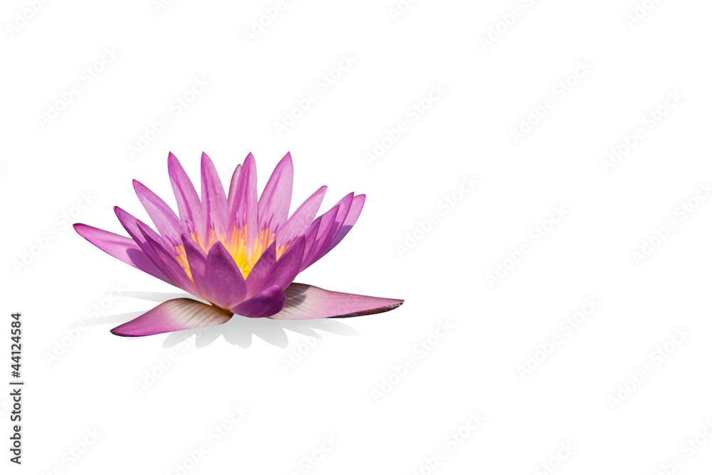 Pink water lily isolated with clipping path Pink water lily isolated with clipping path