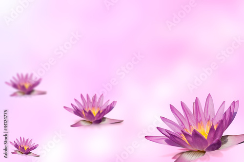 pink water lily group  on expandable blur background template in