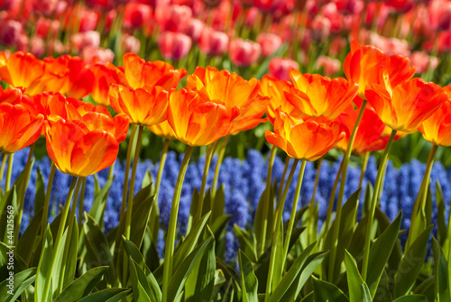 Rows of colorful tulips and grape hyacinths in spring