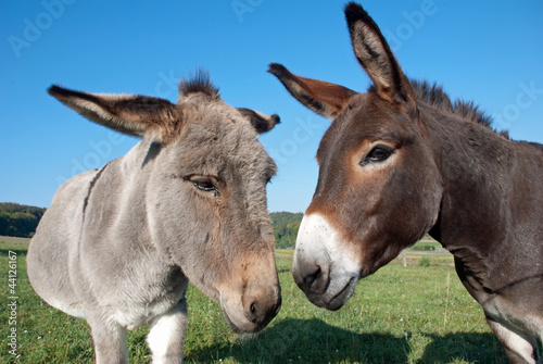 Esel und Muli