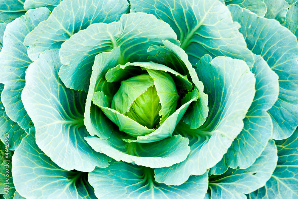 Obraz premium green cabbage