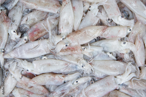 Fresh squid in the market