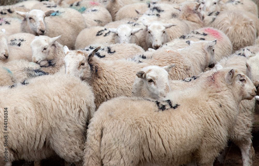 Fototapeta premium Welsh Mountain Sheep