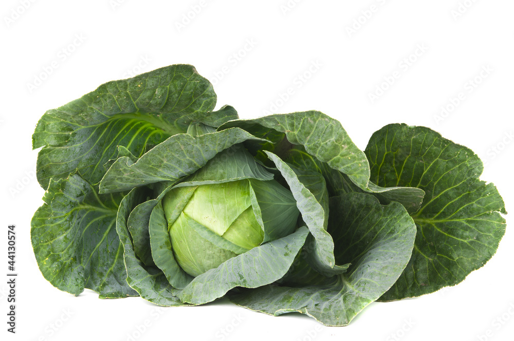 Fototapeta premium Cabbage isolated