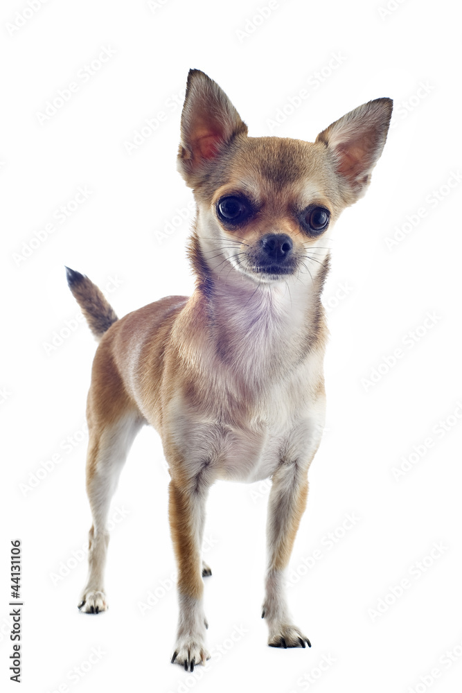 short hair chihuahua