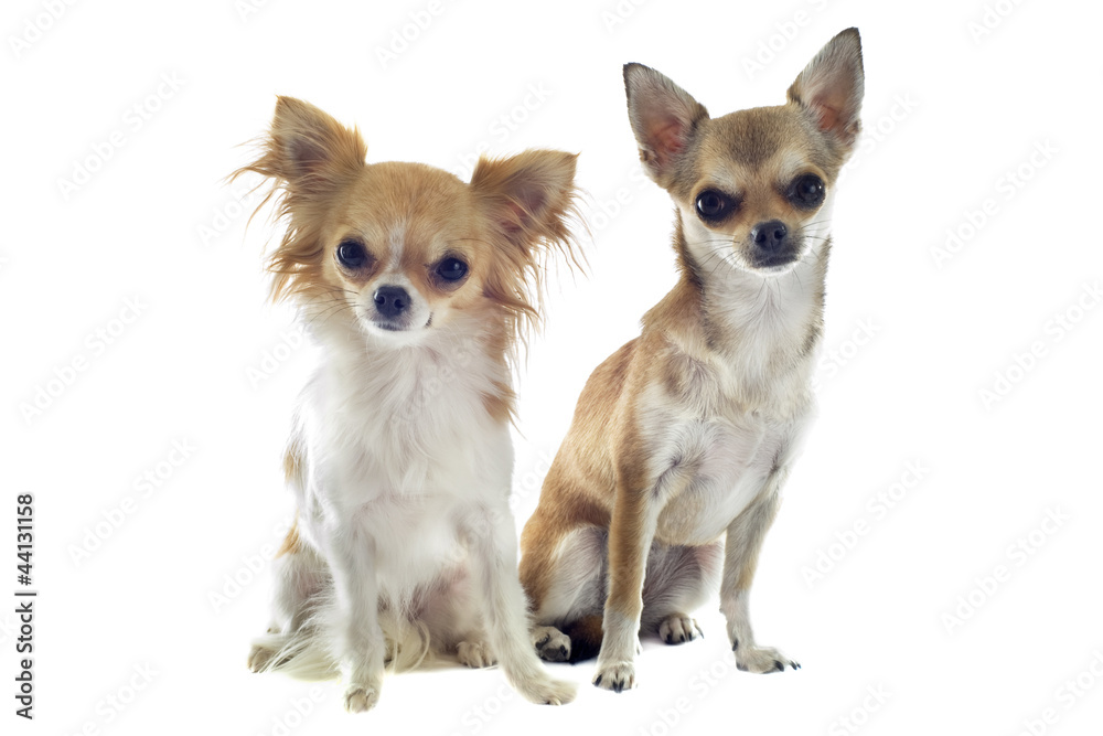 two chihuahuas