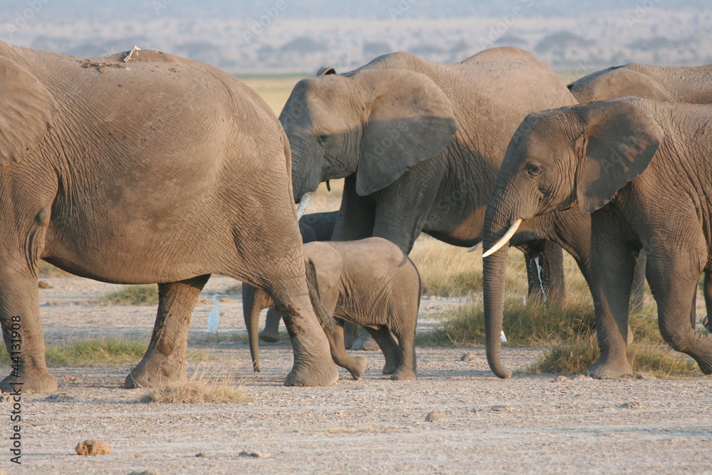 Fototapeta premium Elephants' family