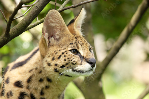 serval (Leptailurus serval) 