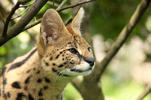 serval (Leptailurus serval)  photo