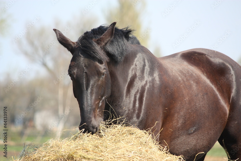 Fototapeta premium Black horse eating hay