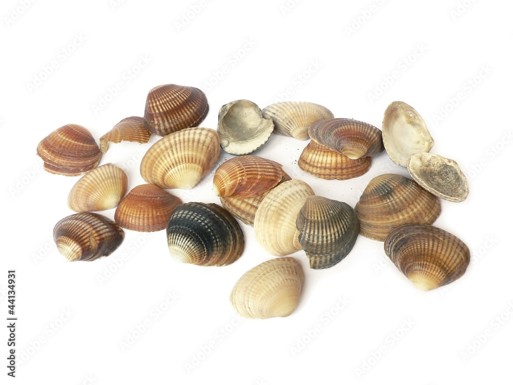 vintage color sea shells isolated on white background