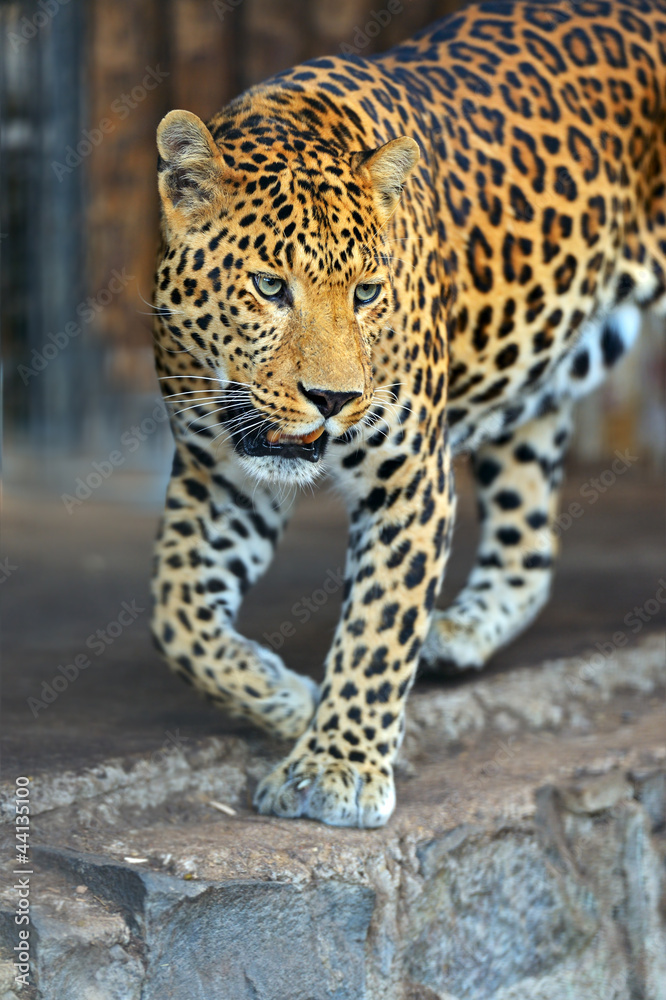 Leopard Leopard